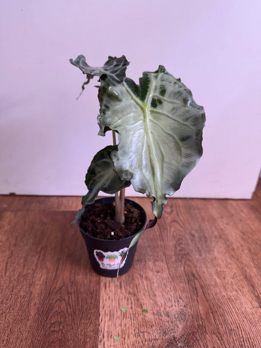 Alocasia 'Venom'