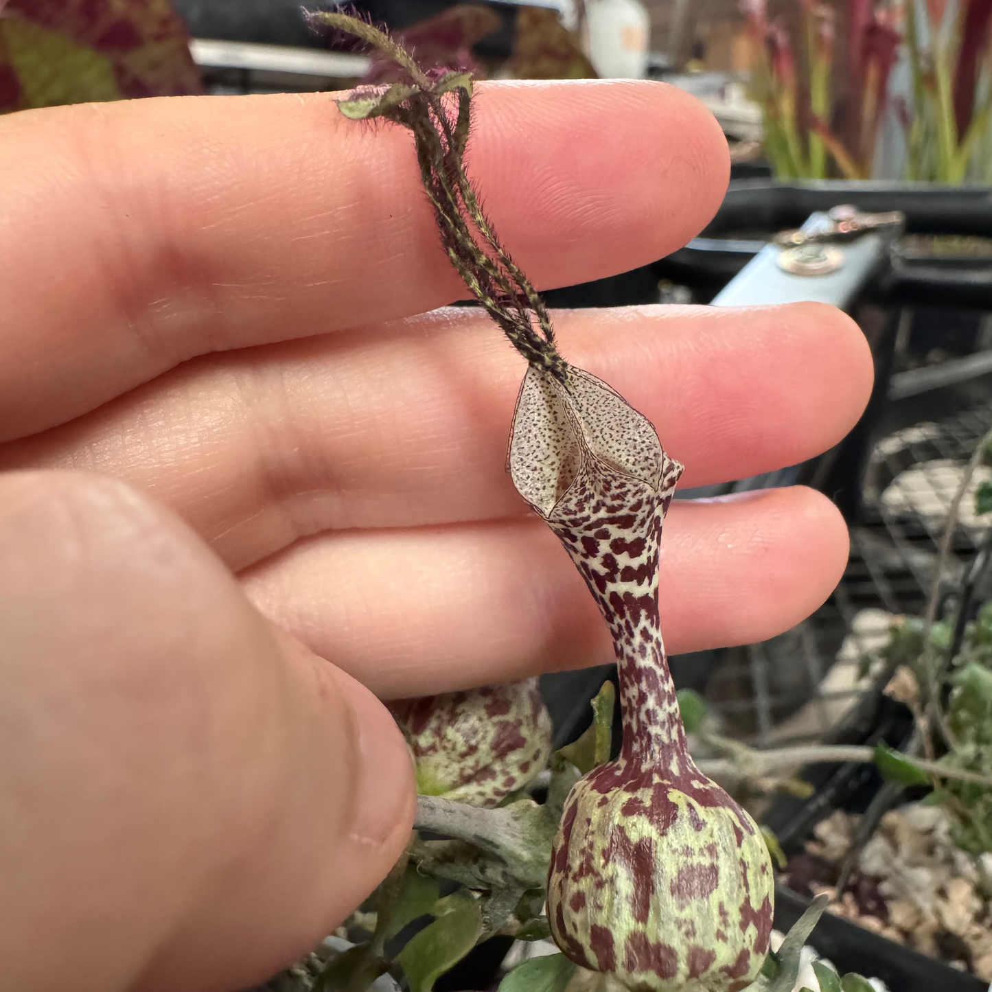 Ceropegia simonae