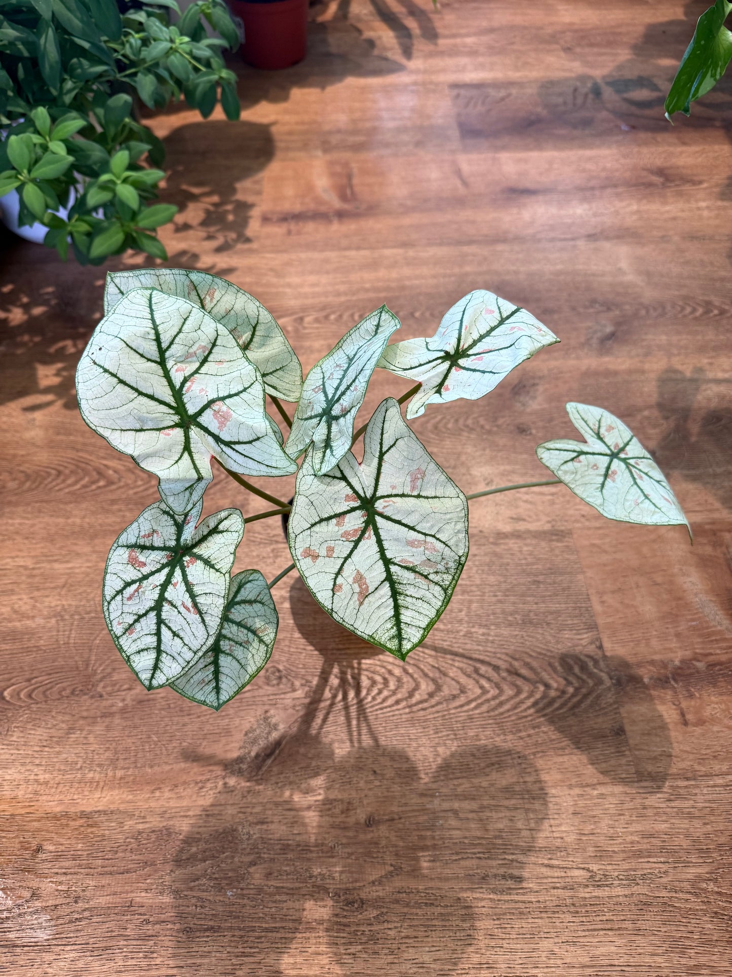Caladium bicolor 'Snow'