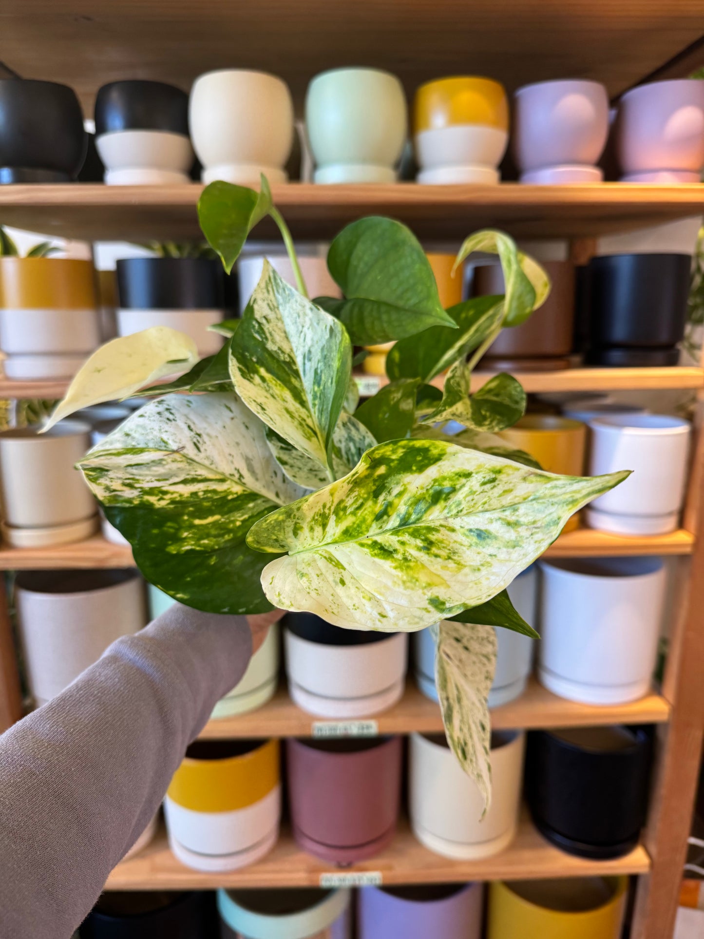 Pothos "Ricotta"