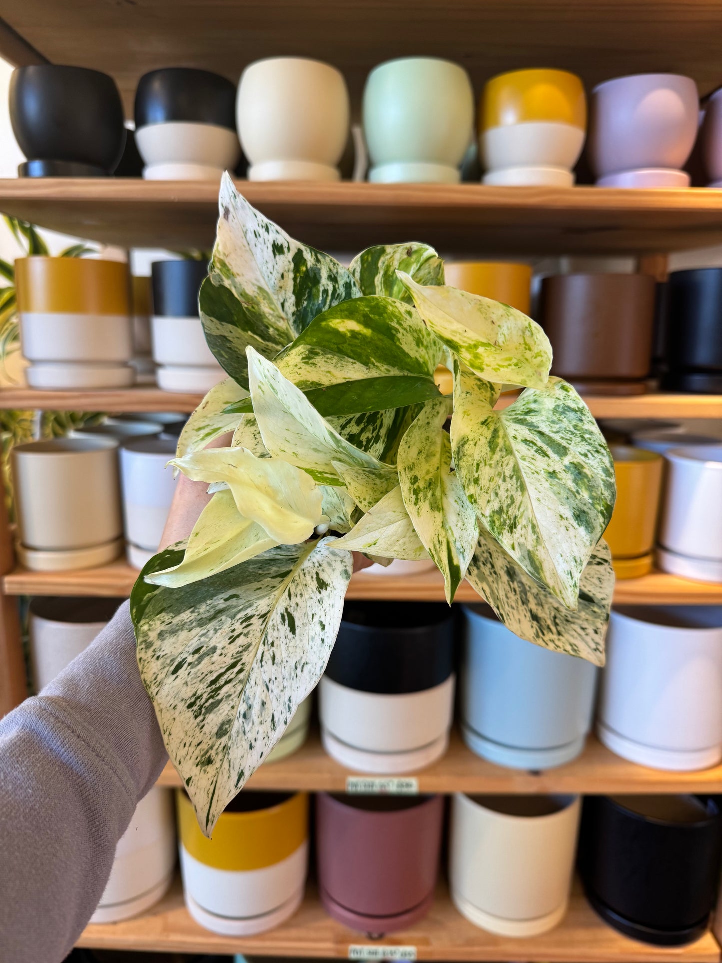 Pothos "Ricotta"