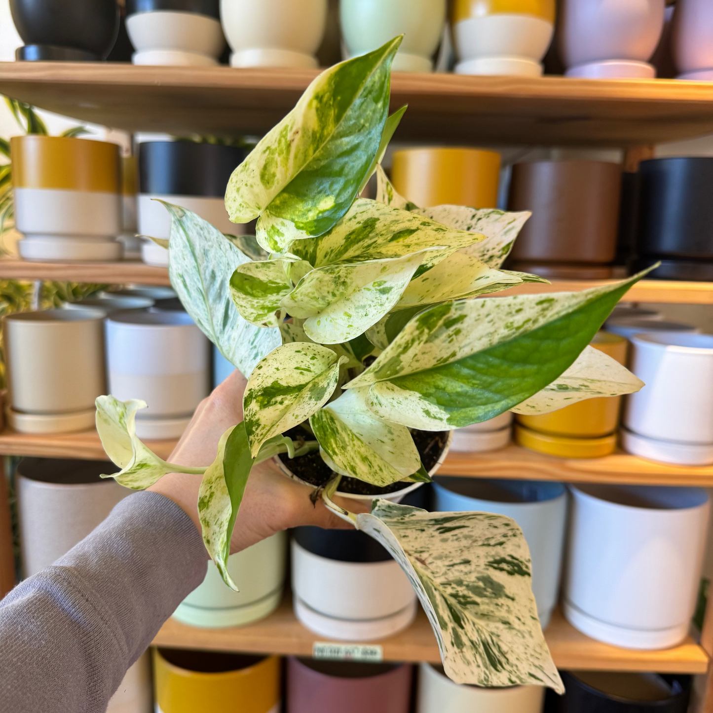 Pothos "Ricotta"