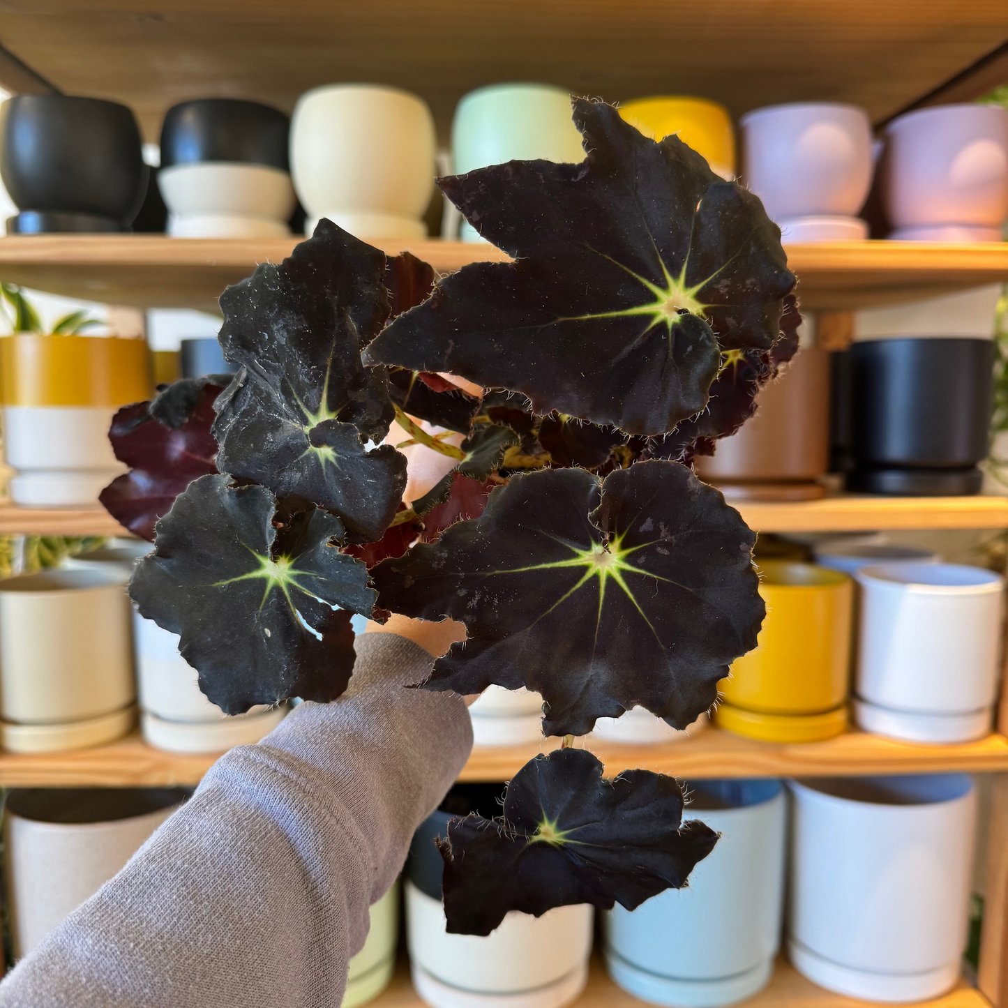 Begonia 'Black Velvet'