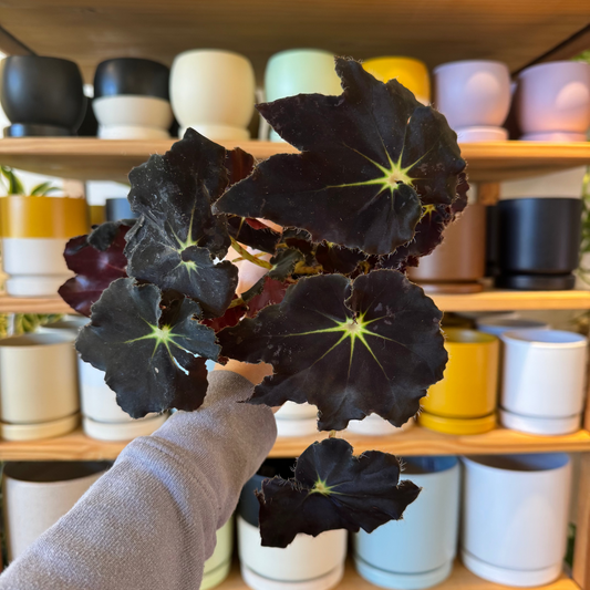 Begonia 'Black Velvet'