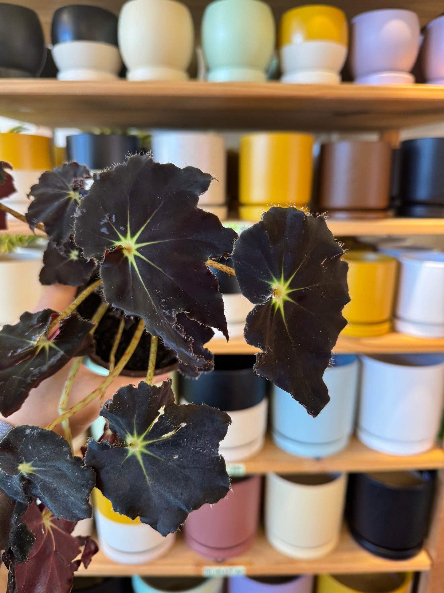 Begonia 'Black Velvet'