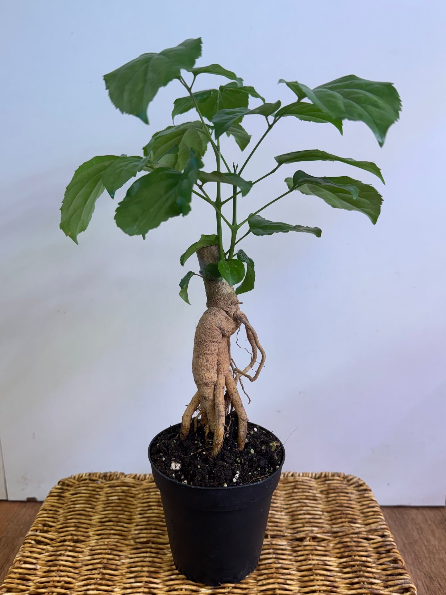 Radermachera sinica (China Doll bonsai)