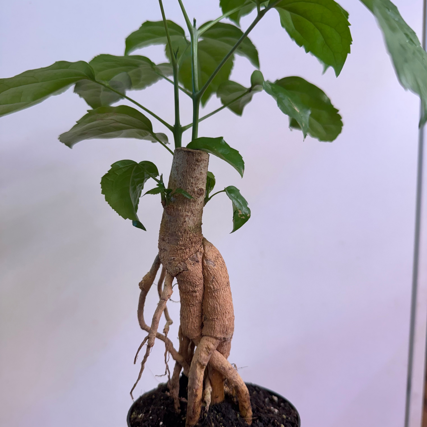 Radermachera sinica (China Doll bonsai)