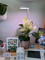 Load image into Gallery viewer, Adjustable LED Grow Light by Mossify
