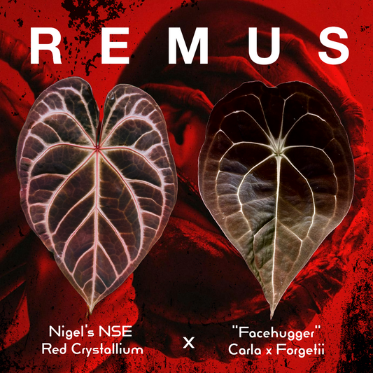 Anthurium “Remus” (NSE Red Crystal x “Facehugger”)