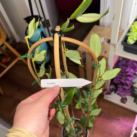 Hoya lobbii XXL
