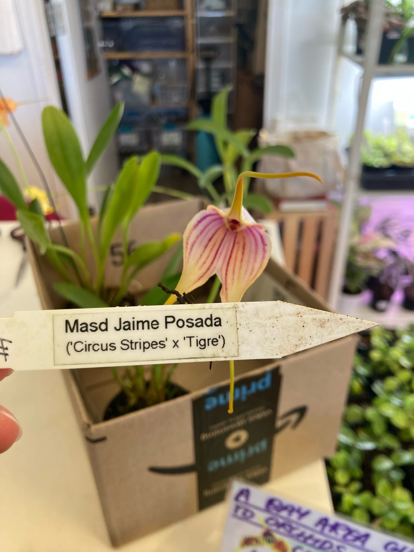 Masdevallia (POE event only)