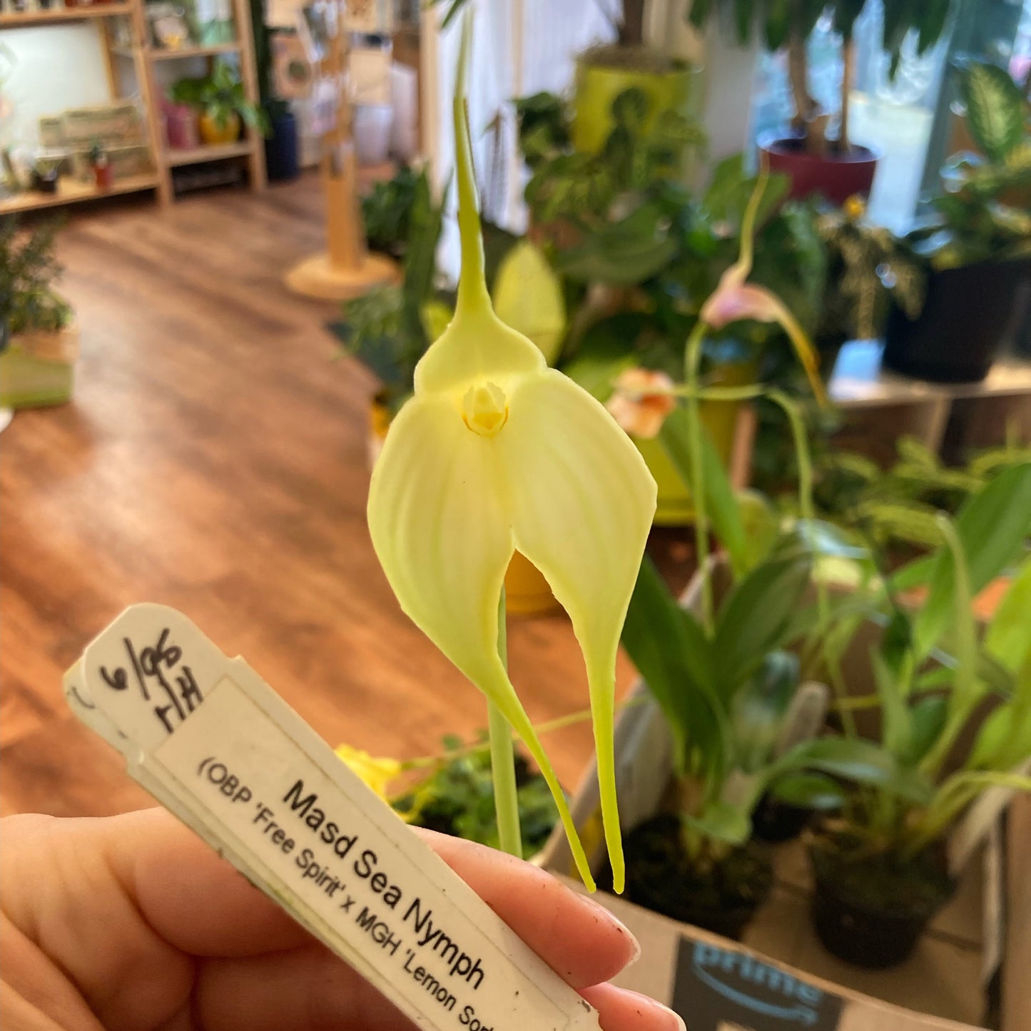 Masdevallia (POE event only)