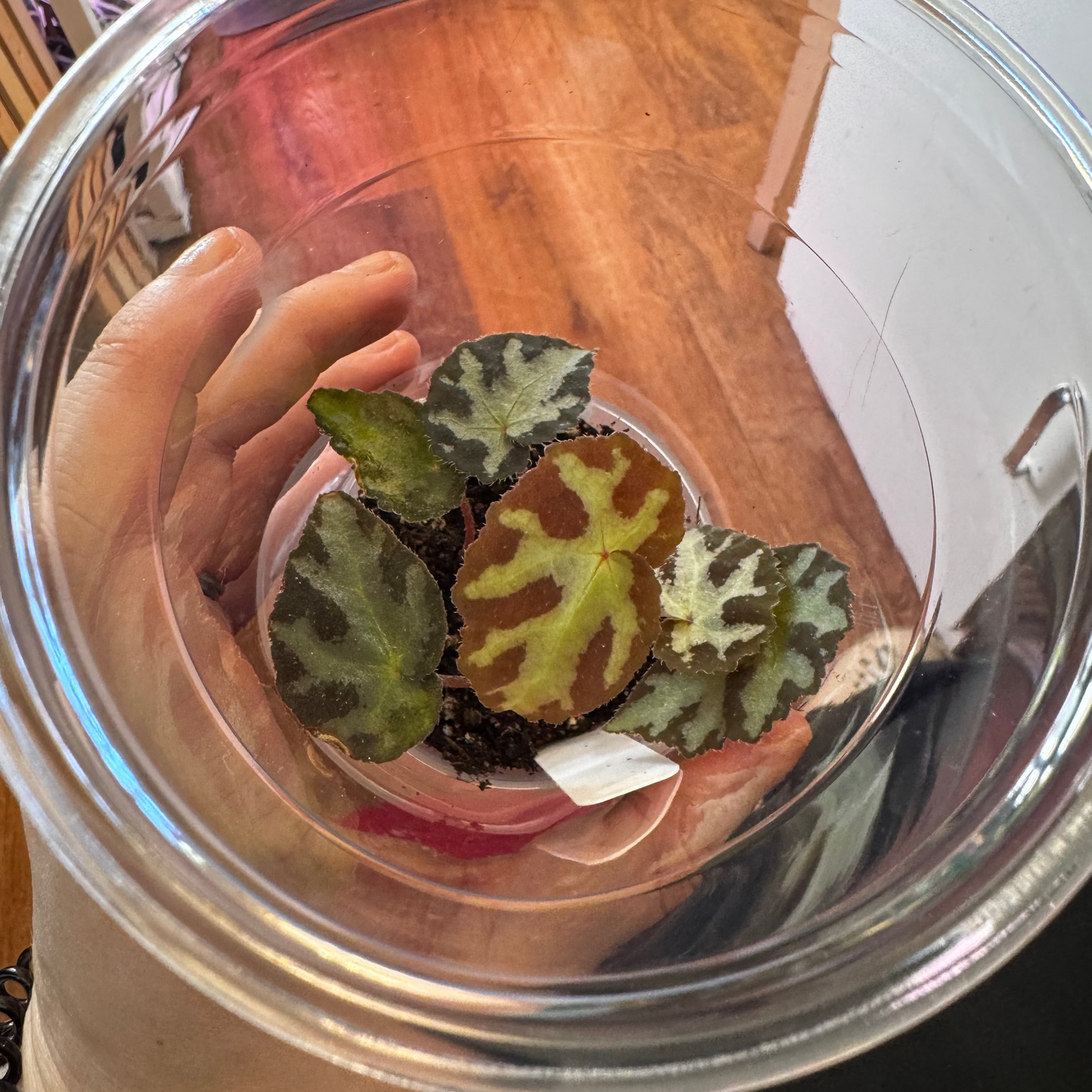 Begonia wiformis