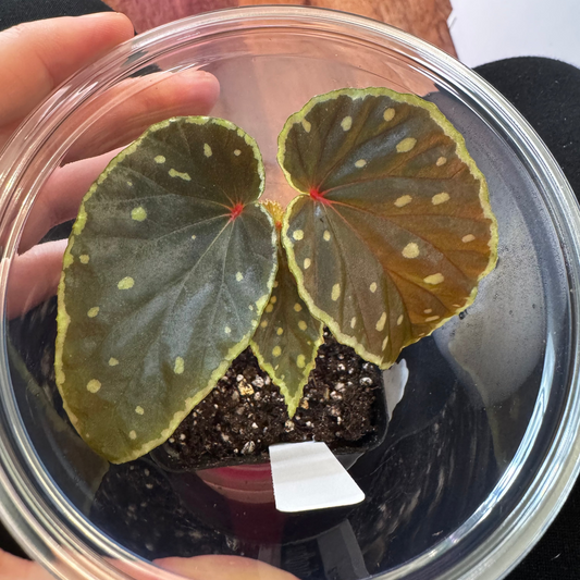 Begonia "Umbrella" x dindhui