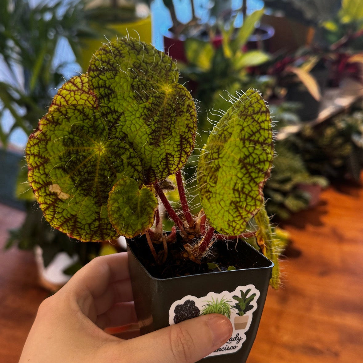 Begonia longicilata 'Sizemoreae'
