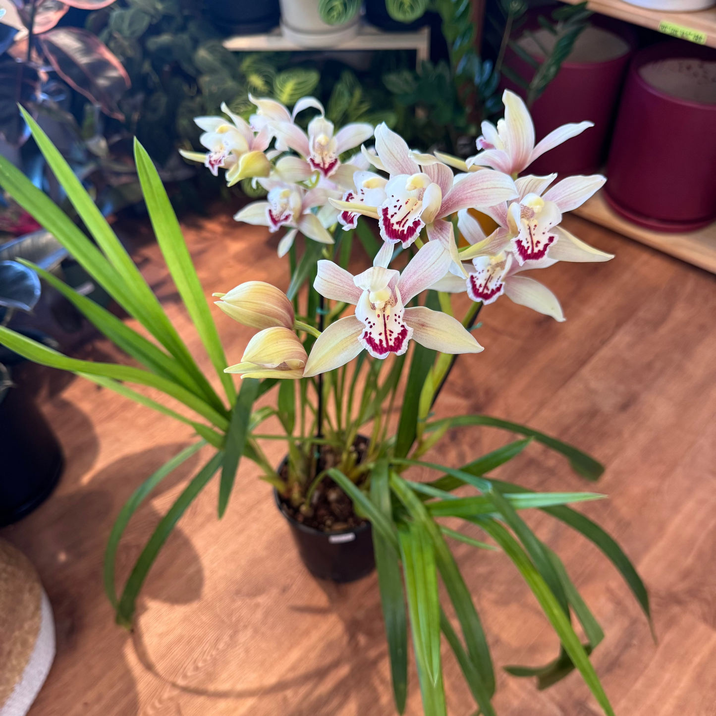 Cymbidium orchid