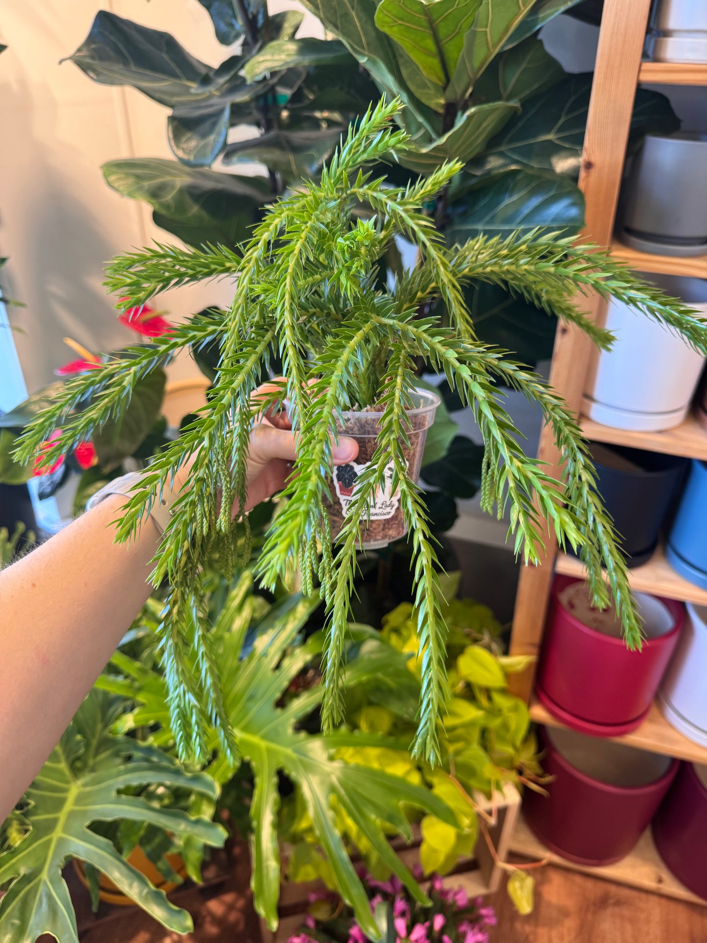 Huperzia sp. "Solson"