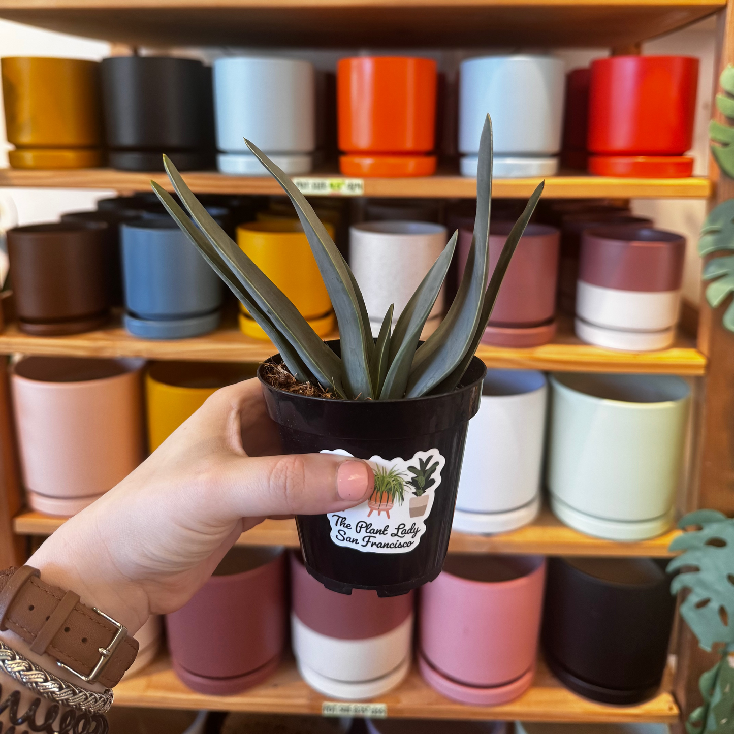 Aloe plicatilis (Fan aloe)