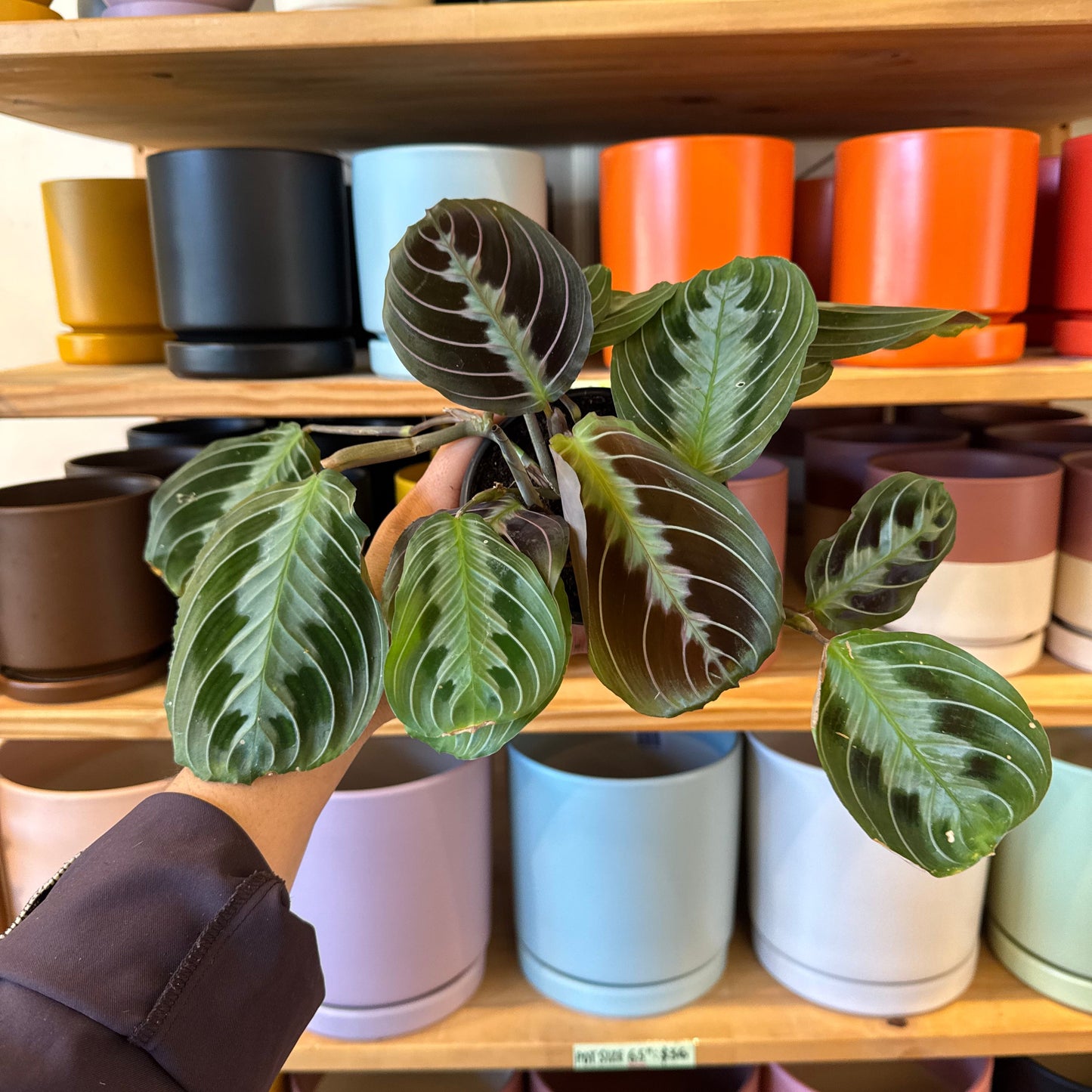Maranta leuconeura 'Massangeana'