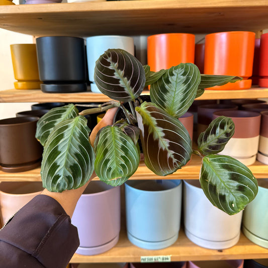 Maranta leuconeura 'Massangeana'