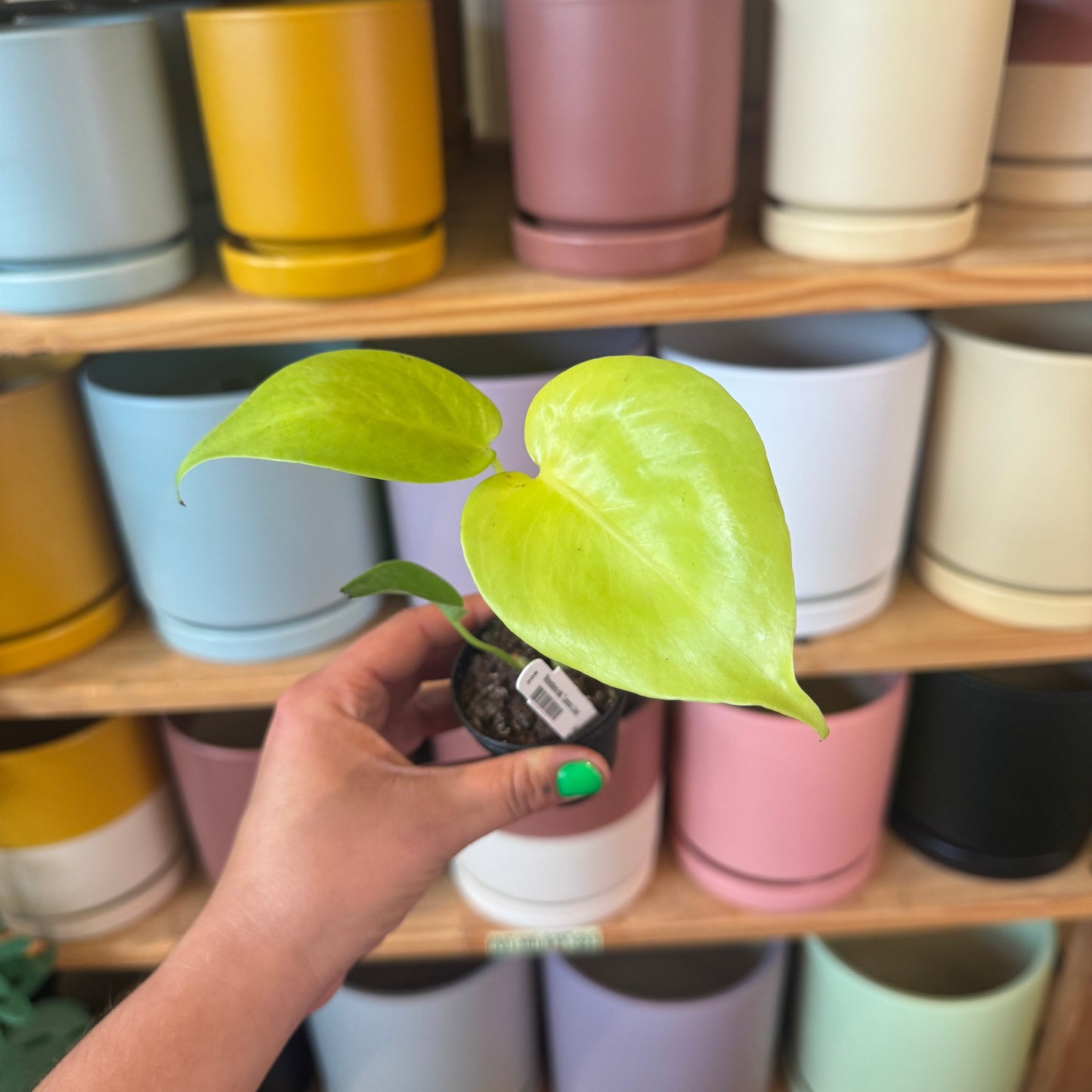 Monstera 'Lemon Lime'