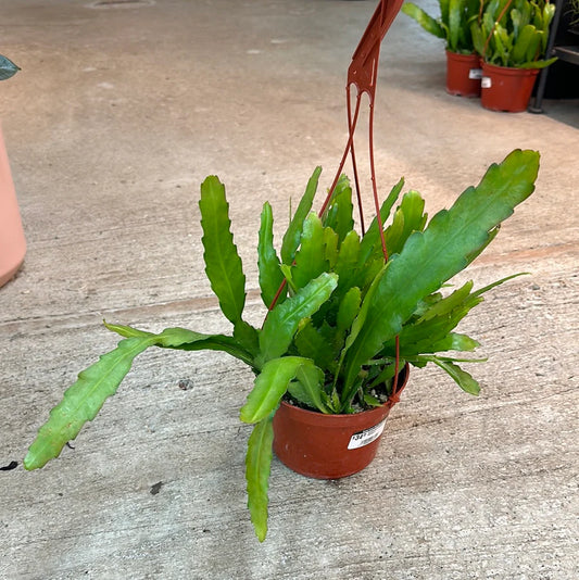 Disocactus macranthus (Golden Orchid Cactus)