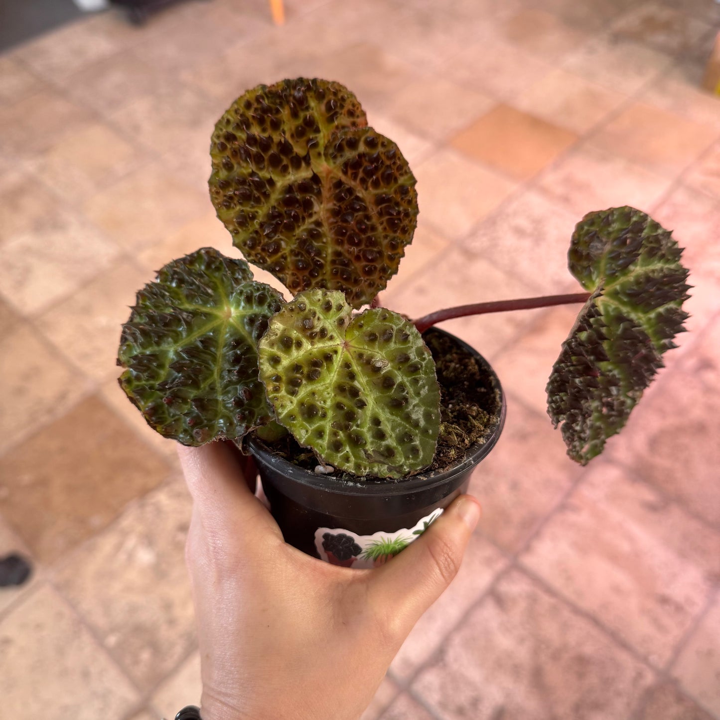 Begonia ferox