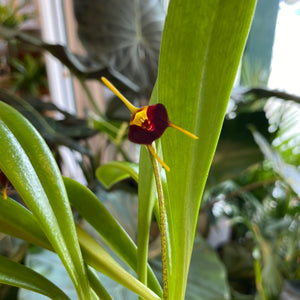 Masdevallia (Red Hybrid - NOID)