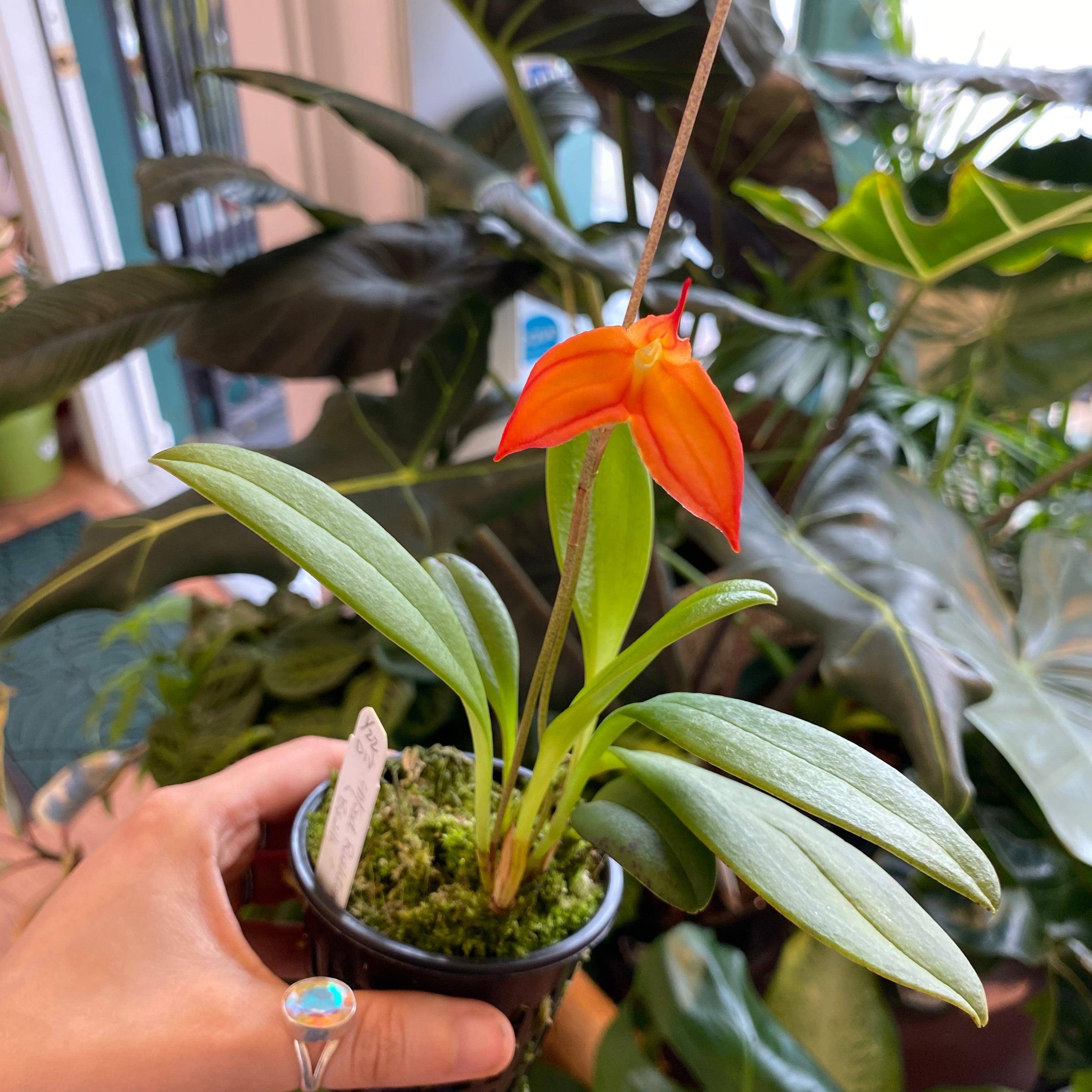 Masdevallia rushtonii 'Bealls'