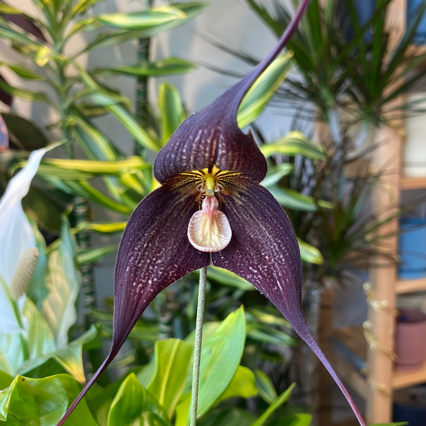 Dracula 'Raven' (rozellii betty x vampira giant)