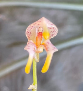 Masdevallia pachyura
