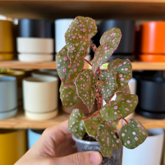 Begonia sp. Muara Wahau