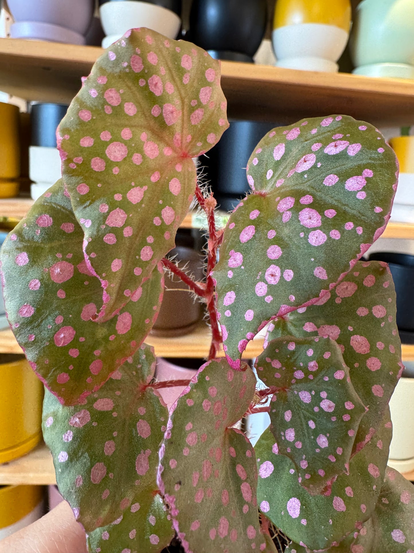 Begonia sp. Muara Wahau