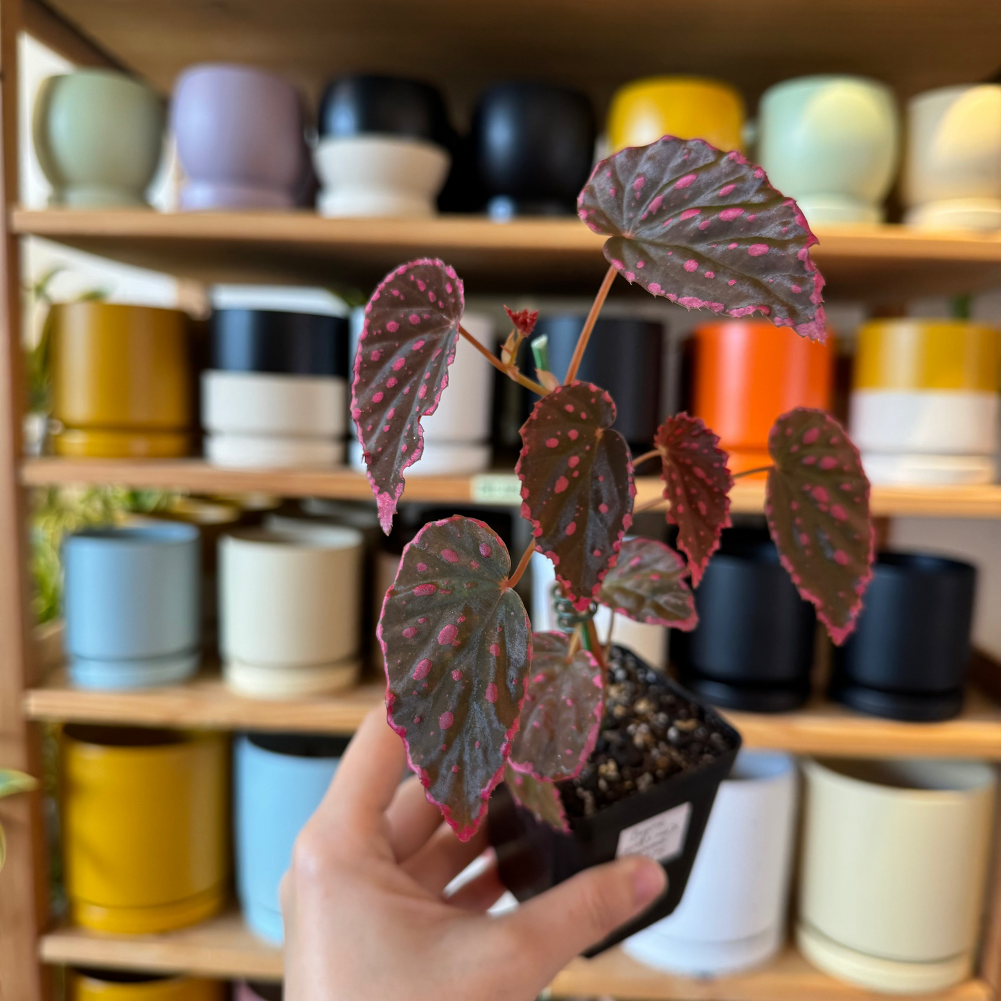 Begonia (darthvaderiana × malachosticta) × negrosensis