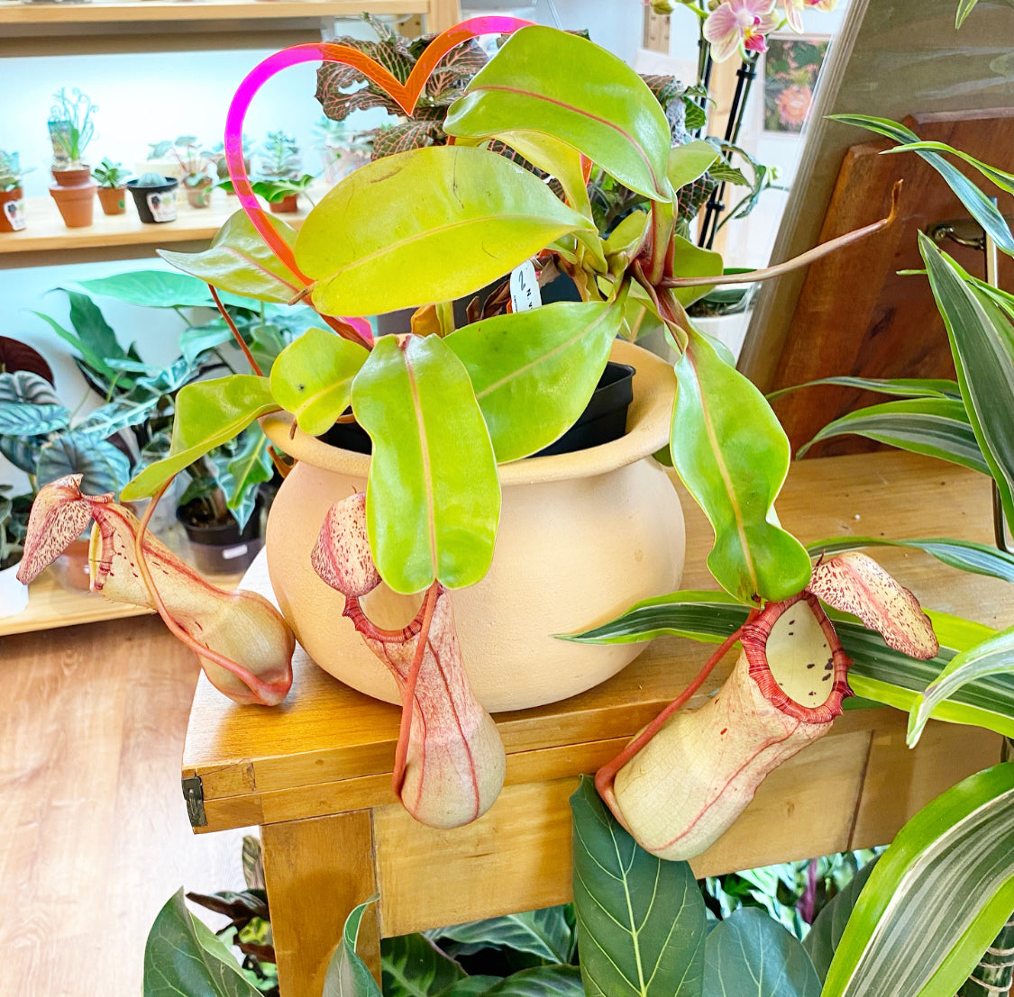 Nepenthes ventricosa x clipeata