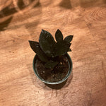 Load image into Gallery viewer, Zamioculcas zamiifolia &#39;ZZ Obscura&#39;
