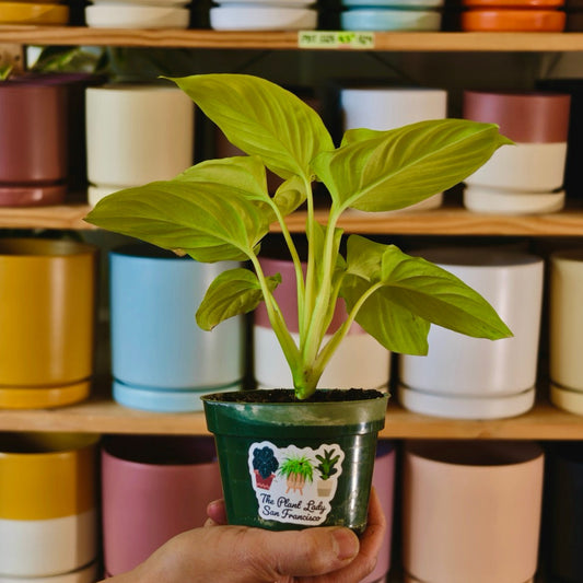 Homalomena ‘Aurora’