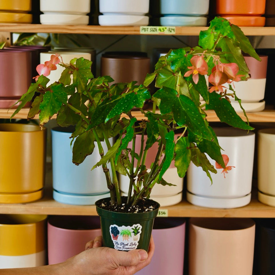 Begonia ‘Lois Burks’