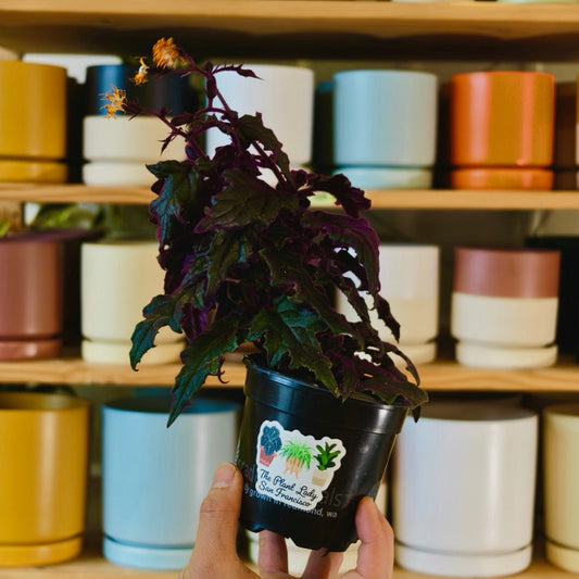 Gynura aurantica (Purple Passion Plant)
