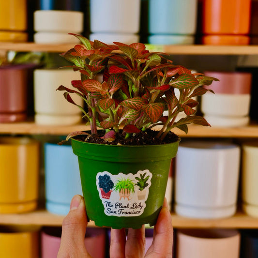Fittonia albivenis 'Skeleton'