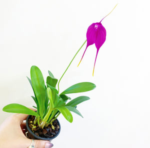 Masdevallia Fuschia Dawn 'Deep Purple'