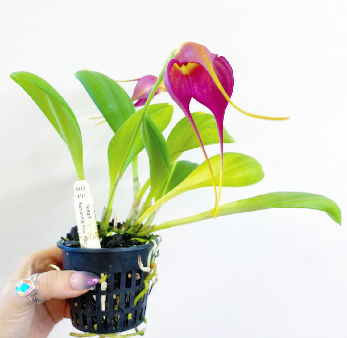 Masdevallia Samantha Kha