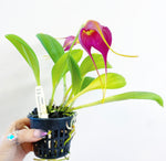 Load image into Gallery viewer, Masdevallia Samantha Kha
