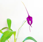 Load image into Gallery viewer, Masdevallia coccinea × Masdevallia cucullata &#39;Carmen&#39;
