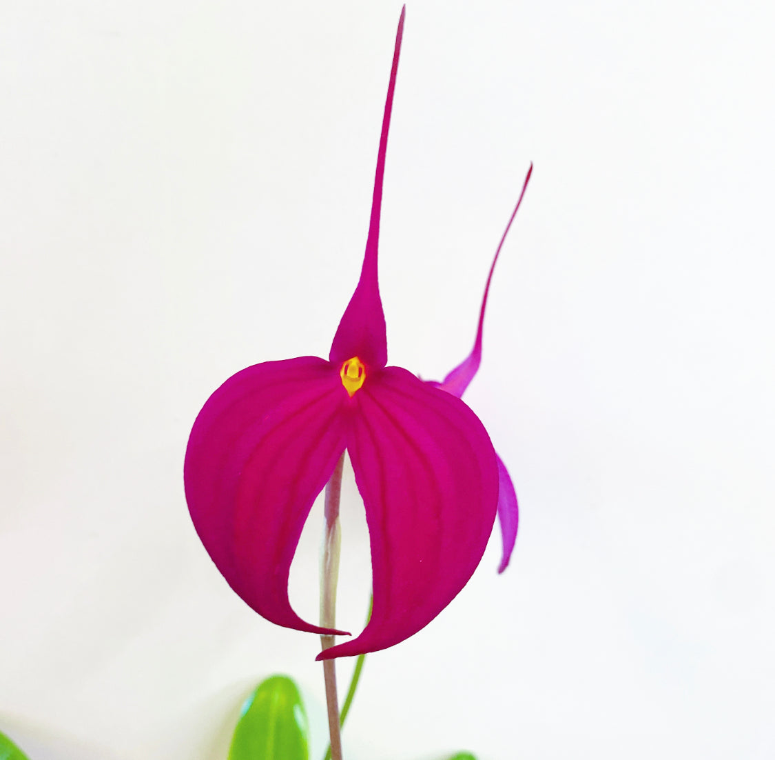 Masdevallia 'Tourmaline' ('Hawk Hill' x 'Red Flaire')