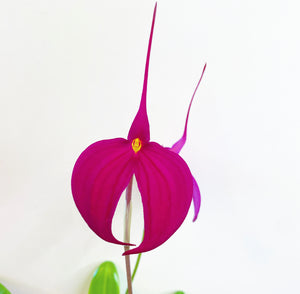 Masdevallia 'Tourmaline' ('Hawk Hill' x 'Red Flaire')