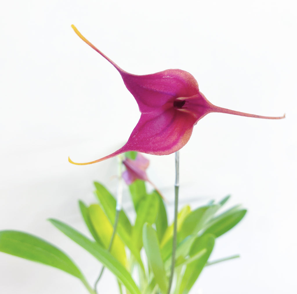 Masdevallia Falcata x discoidea