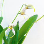Load image into Gallery viewer, Masdevallia pachyura
