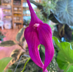 Load image into Gallery viewer, Masdevallia coccinea × Masdevallia cucullata &#39;Carmen&#39;
