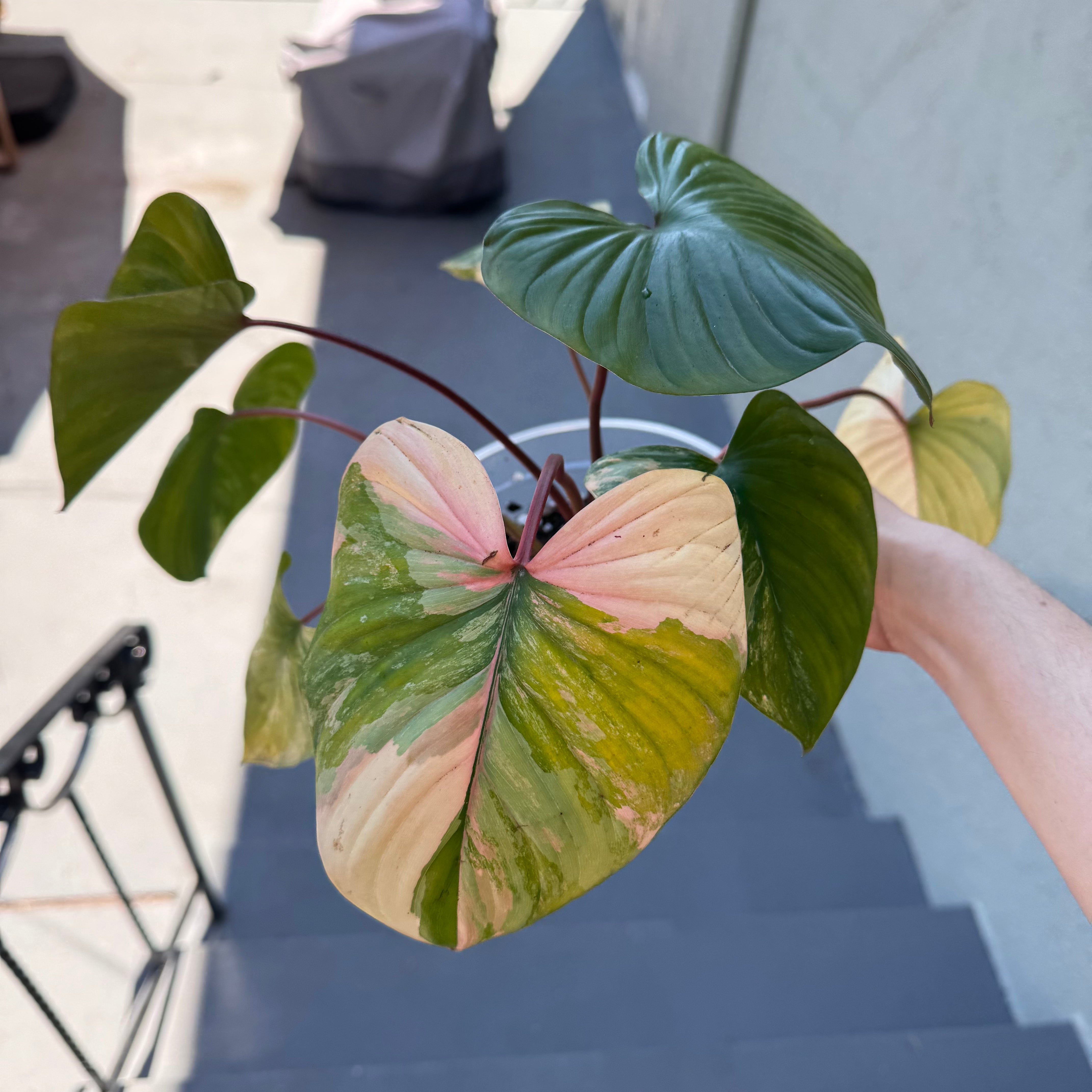 Homalomena rubescens 'Pink Diamond' (Variegated) – The Plant Homalomena rubescens 'Pink Diamond' (Variegated) – The Plant